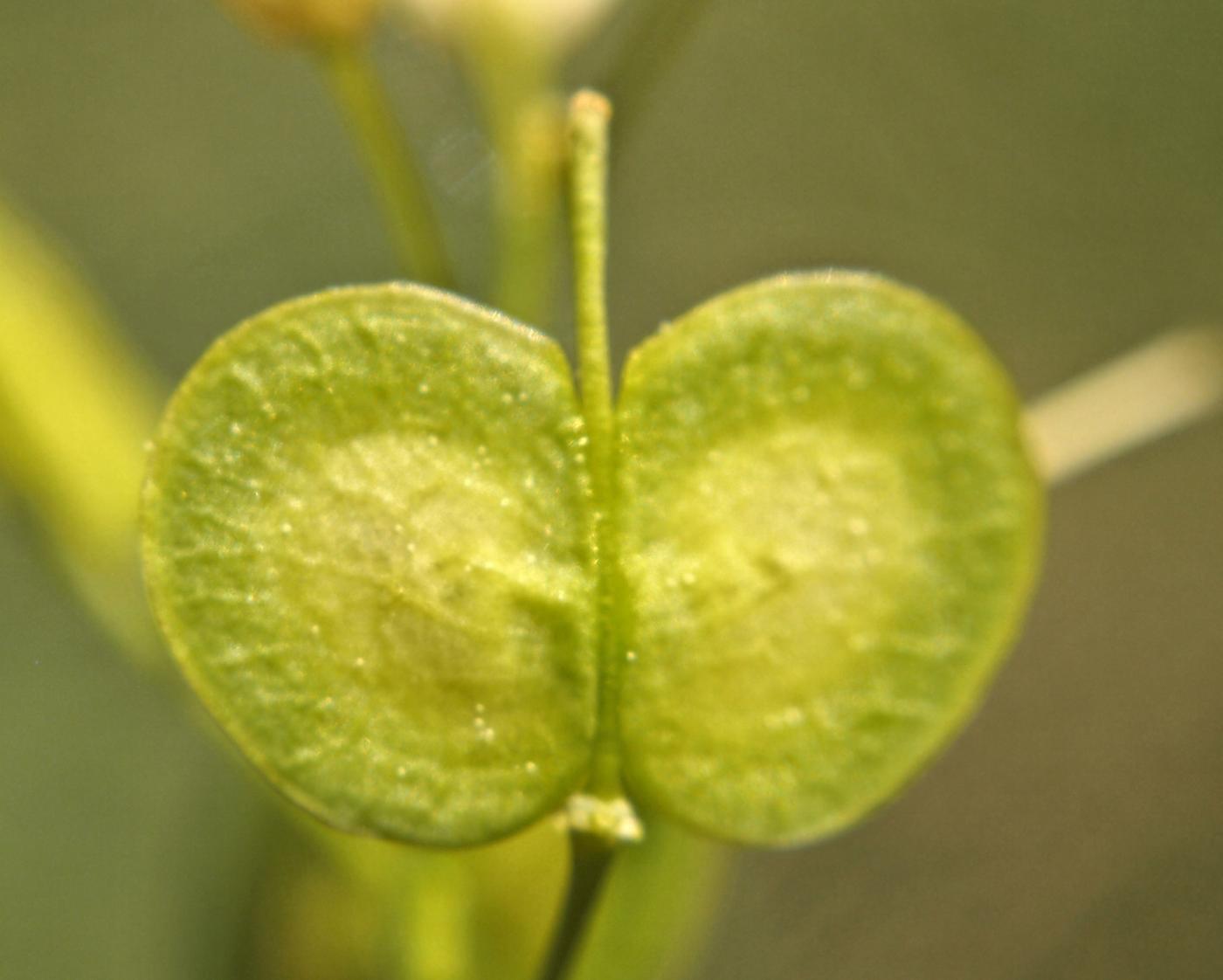 Buckler Mustard, Southern fruit